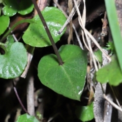 Acianthus exsertus at Paddys River, ACT - 10 Aug 2022