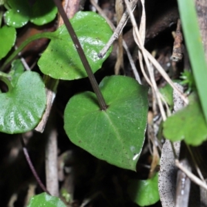 Acianthus exsertus at Paddys River, ACT - 10 Aug 2022