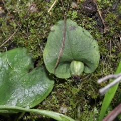 Corysanthes sp. (TBC) at Paddys River, ACT - 10 Aug 2022 by TimL