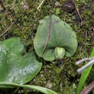Unidentified Plant (TBC) at suppressed by TimL