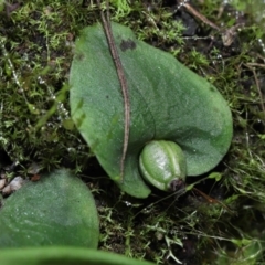 Corysanthes sp. at suppressed - 10 Aug 2022