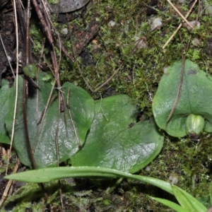 Corysanthes sp. at suppressed - suppressed