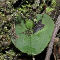 Corysanthes sp. at suppressed - 10 Aug 2022