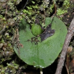 Corysanthes sp. at suppressed - suppressed