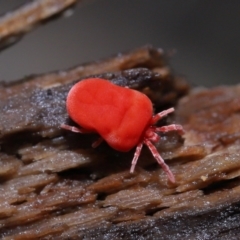 Trombidiidae (family) (Red velvet mite) at Paddys River, ACT - 10 Aug 2022 by TimL