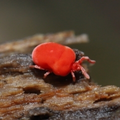 Trombidiidae (family) at Paddys River, ACT - 10 Aug 2022