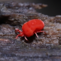 Trombidiidae (family) at Paddys River, ACT - 10 Aug 2022 11:35 AM