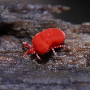 Trombidiidae (family) at Paddys River, ACT - 10 Aug 2022