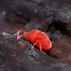 Trombidiidae (family) at Paddys River, ACT - 10 Aug 2022 11:35 AM