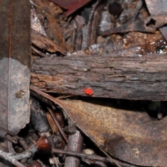 Trombidiidae (family) at Paddys River, ACT - 10 Aug 2022 11:35 AM