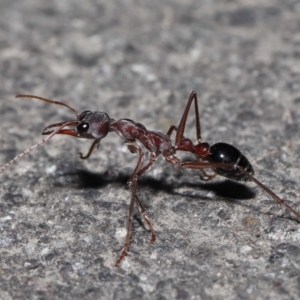 Myrmecia pyriformis at Paddys River, ACT - 10 Aug 2022