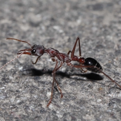 Myrmecia pyriformis (A Bull ant) at Tidbinbilla Nature Reserve - 10 Aug 2022 by TimL