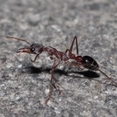 Myrmecia pyriformis (A Bull ant) at Paddys River, ACT - 10 Aug 2022 by TimL