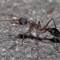 Myrmecia pyriformis at Paddys River, ACT - 10 Aug 2022 12:55 PM