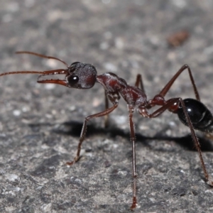 Myrmecia pyriformis at Paddys River, ACT - 10 Aug 2022 12:55 PM