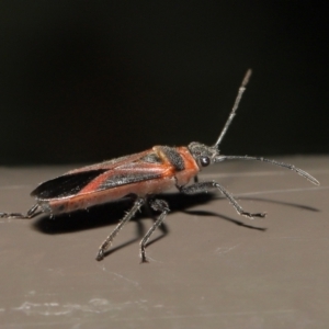 Leptocoris mitellatus at Acton, ACT - 7 Aug 2022