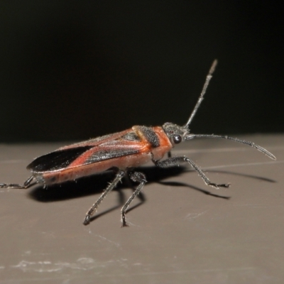 Leptocoris mitellatus (Leptocoris bug) at Acton, ACT - 6 Aug 2022 by TimL