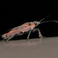 Leptocoris mitellatus at Acton, ACT - 7 Aug 2022 09:40 AM