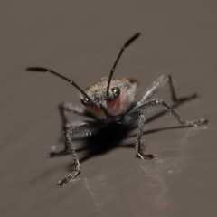 Leptocoris mitellatus at Acton, ACT - 7 Aug 2022 09:40 AM