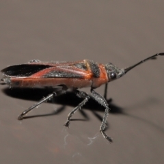 Leptocoris mitellatus at Acton, ACT - 7 Aug 2022 09:40 AM