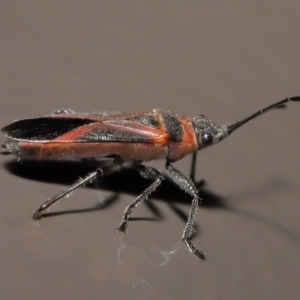 Leptocoris mitellatus at Acton, ACT - 7 Aug 2022 09:40 AM