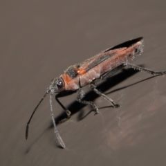 Leptocoris mitellatus at Acton, ACT - 7 Aug 2022 09:40 AM