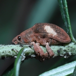 Gonipterus pulverulentus at Acton, ACT - 7 Aug 2022