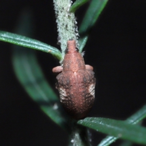 Gonipterus pulverulentus at Acton, ACT - 7 Aug 2022