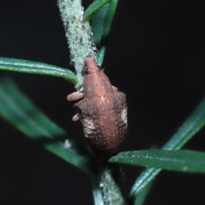 Gonipterus pulverulentus at Acton, ACT - 7 Aug 2022