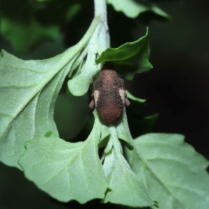 Gonipterus pulverulentus at Acton, ACT - 7 Aug 2022