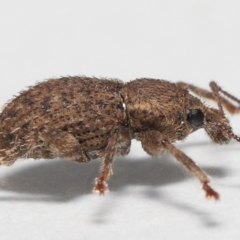 Mandalotus sp. (genus) (Unidentified Mandalotus weevil) at Evatt, ACT - 9 Aug 2022 by TimL