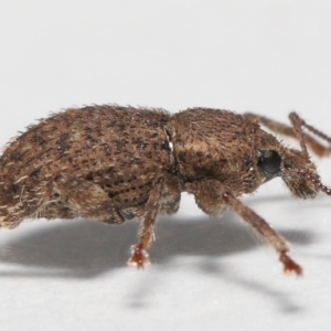 Unidentified Weevil (Curculionoidea) (TBC) at suppressed by TimL