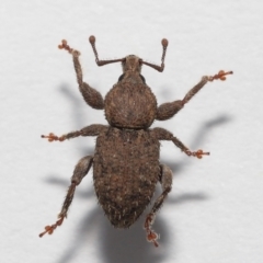 Mandalotus sp. (genus) at Evatt, ACT - 9 Aug 2022