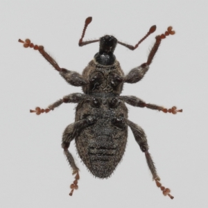 Mandalotus sp. (genus) at Evatt, ACT - 9 Aug 2022