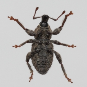 Mandalotus sp. (genus) at Evatt, ACT - 9 Aug 2022 03:13 PM