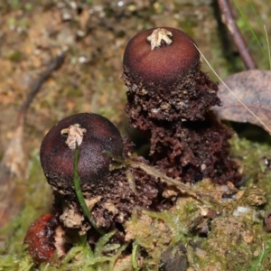 Calostoma fuscum at Paddys River, ACT - 10 Aug 2022 12:04 PM