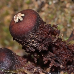 Calostoma fuscum at Paddys River, ACT - 10 Aug 2022 12:04 PM