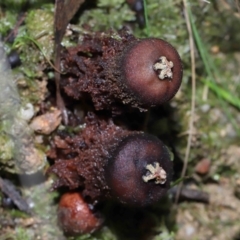 Calostoma fuscum at Paddys River, ACT - 10 Aug 2022 12:04 PM