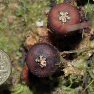 Calostoma fuscum at Paddys River, ACT - 10 Aug 2022 12:04 PM