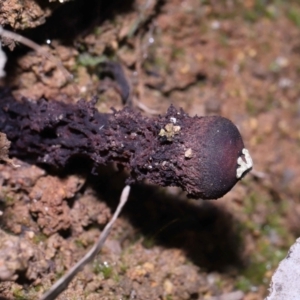 Calostoma fuscum at Paddys River, ACT - 10 Aug 2022