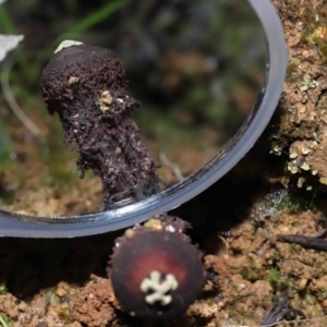 Calostoma fuscum at Paddys River, ACT - 10 Aug 2022 11:42 AM