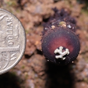 Calostoma fuscum at Paddys River, ACT - 10 Aug 2022 11:42 AM