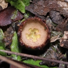 Calostoma fuscum at Paddys River, ACT - 10 Aug 2022 11:42 AM