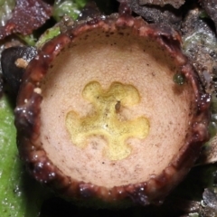 Symphypleona sp. (order) (Globular springtail) at Paddys River, ACT - 10 Aug 2022 by TimL