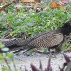 Centropus phasianinus (Pheasant Coucal) at Oak Beach, QLD - 8 Aug 2022 by GlossyGal