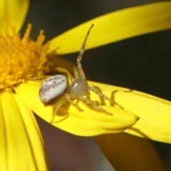 Lehtinelagia prasina (Leek-green flower spider) at Braemar - 11 Aug 2022 by Curiosity