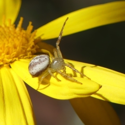 Lehtinelagia prasina (Leek-green flower spider) at Wingecarribee Local Government Area - 11 Aug 2022 by Curiosity