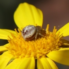 Lehtinelagia prasina at Braemar, NSW - 11 Aug 2022