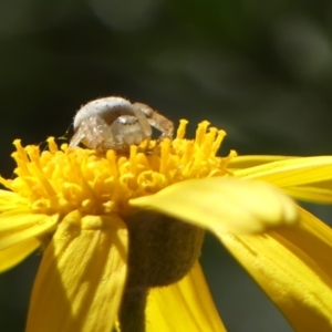 Lehtinelagia prasina at Braemar, NSW - 11 Aug 2022