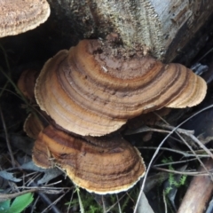 Hexagonia vesparia (TBC) at O'Malley, ACT - 16 Jul 2022 by michaelb